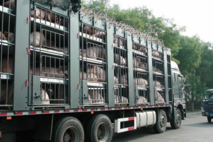 Livestock-Truck-Business-Should-I-Set-Up-as-a-C-Corp
