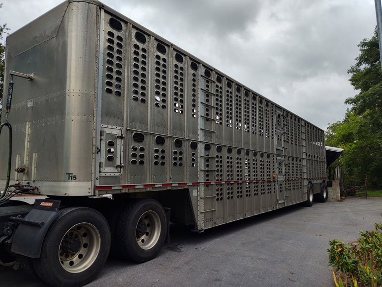 How-to-Buy-a-Livestock-Truck-for-Business